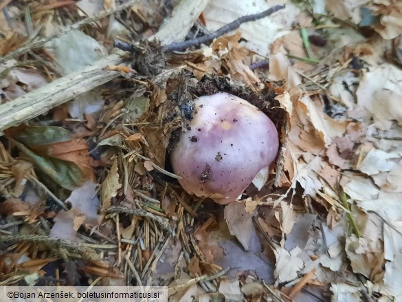 Russula cyanoxantha