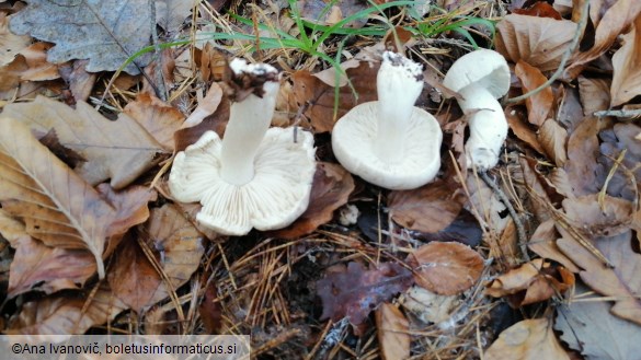 Tricholoma acerbum