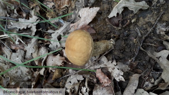 Leccinum crocipodium