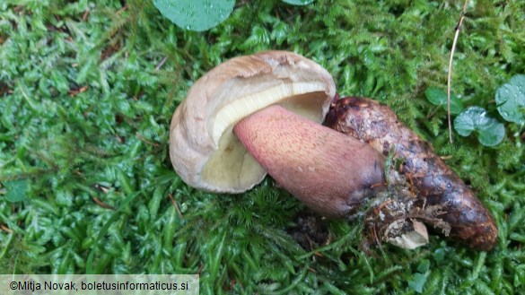 Caloboletus calopus