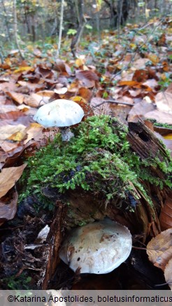 Stropharia caerulea