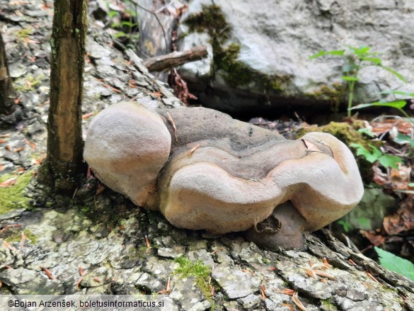 Phellinus hartigii