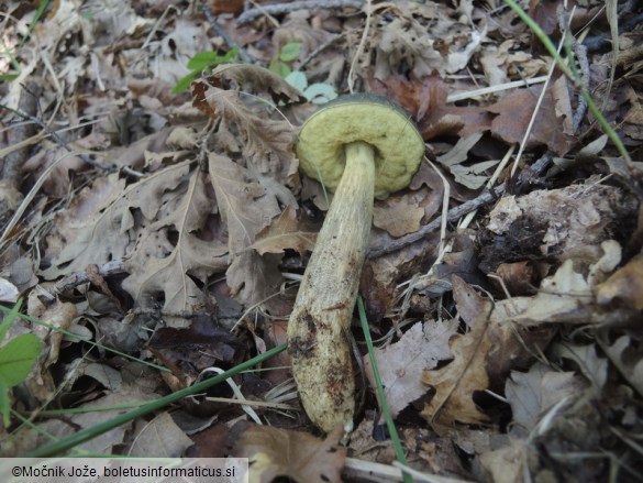 Leccinellum crocipodium