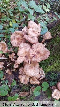 Armillaria borealis