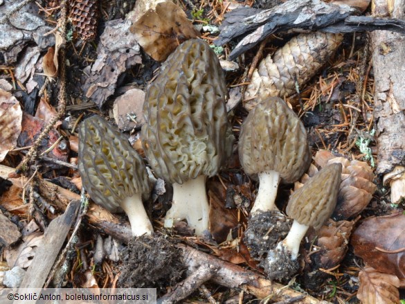 Morchella deliciosa