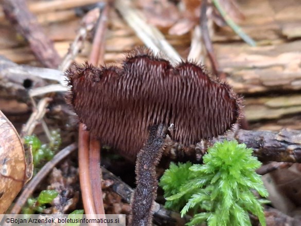 Auriscalpium vulgare