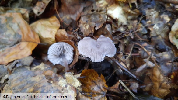 Mycena pura