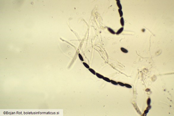 Hypoxylon fuscum