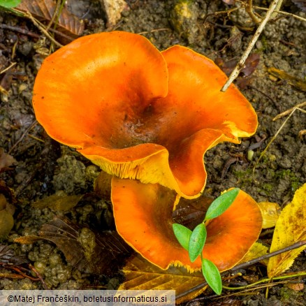Omphalotus olearius