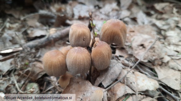 Coprinellus micaceus