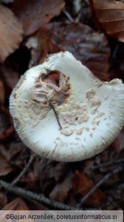 Amanita citrina