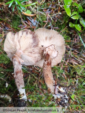 Armillaria ostoyae