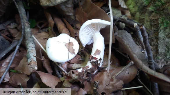 Hygrophorus eburneus