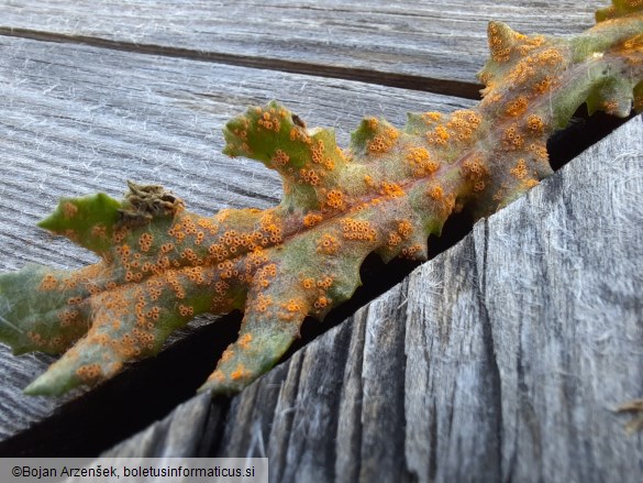 Puccinia lagenophorae