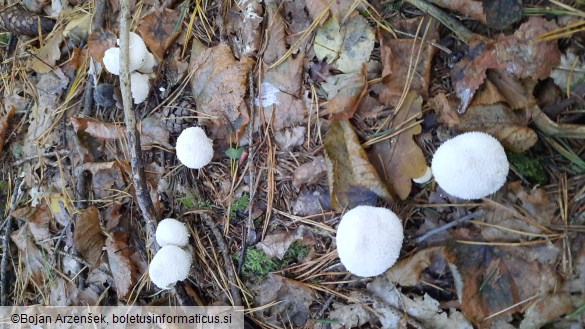 Lycoperdon perlatum