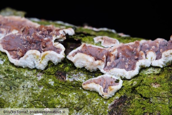 Heteroradulum kmetii