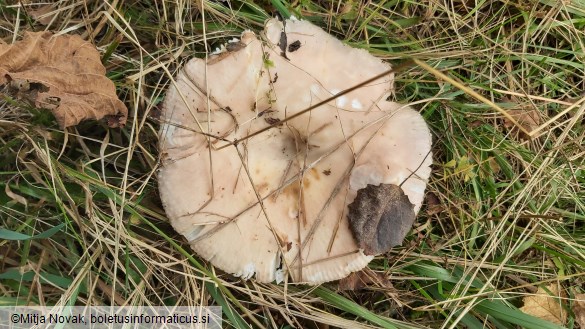 Russula stenotricha
