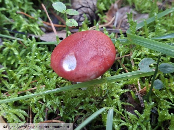 Gomphidius roseus