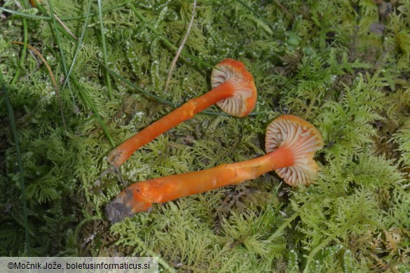 Hygrocybe cantharellus