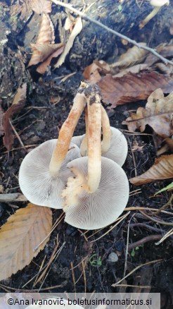 Hypholoma sublateritium