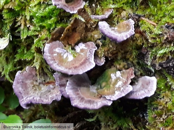 Trichaptum biforme