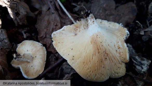 Lentinus tigrinus