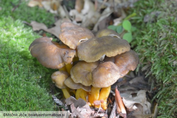 Cantharellus tubaeformis