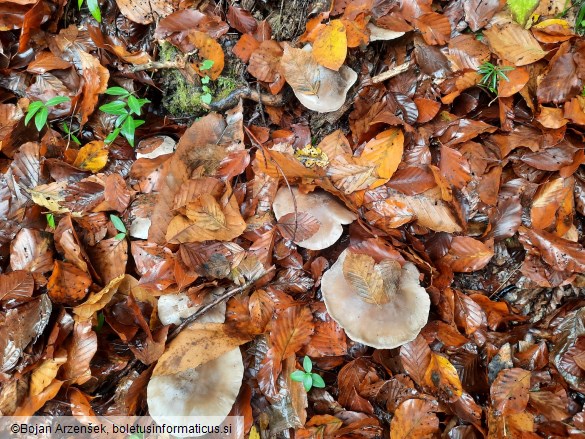 Clitocybe nebularis