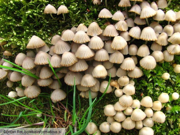 Coprinus disseminatus