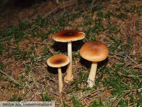 Amanita fulva