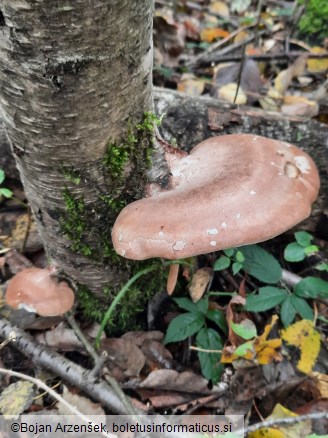 Piptoporus betulinus