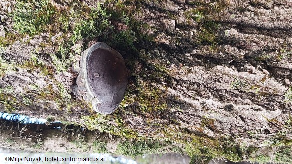 Phellinus tremulae