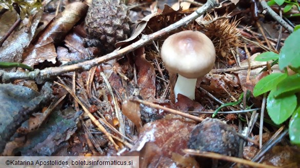 Russula cavipes