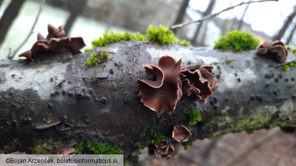 Encoelia furfuracea