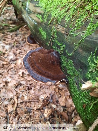 Ischnoderma benzoinum