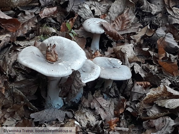 Clitocybe nebularis