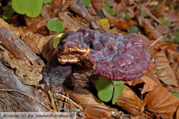 Ganoderma carnosum