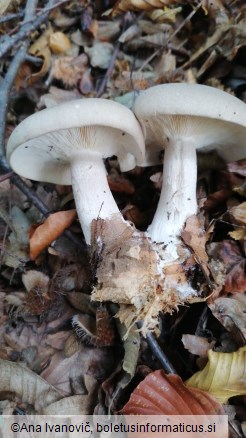 Clitocybe nebularis