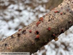 Thyronectria aurigera