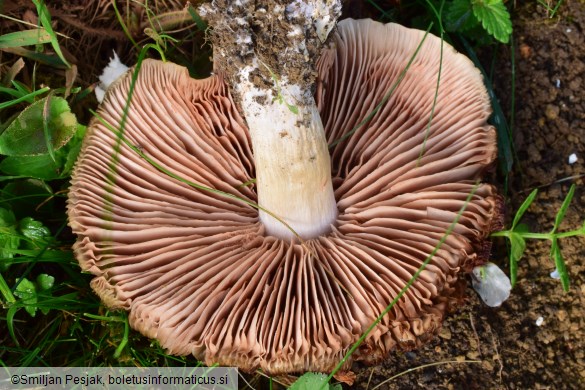 Entoloma clypeatum