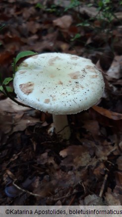 Amanita citrina