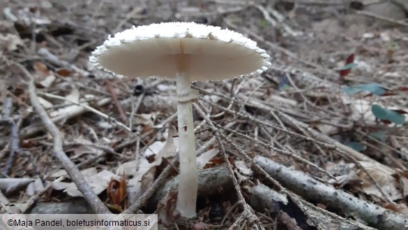 Macrolepiota excoriata