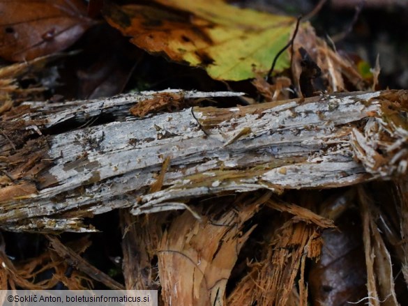 Hyphodontia pallidula