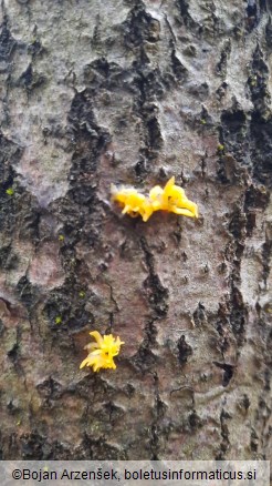 Calocera cornea