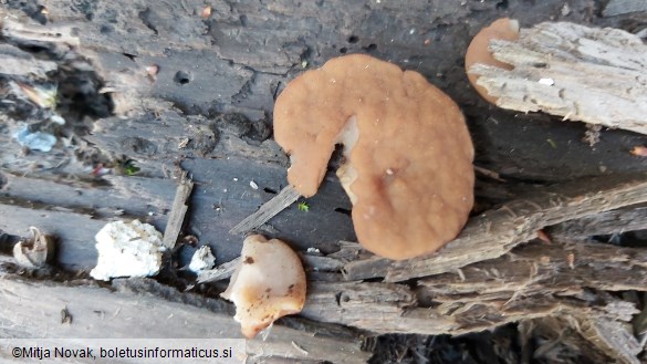 Neogyromitra parma