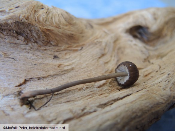 Entoloma anatinum