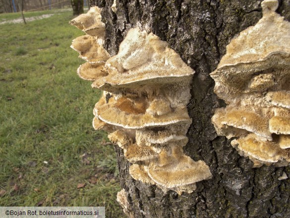 Trametes trogii