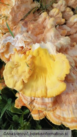 Laetiporus sulphureus