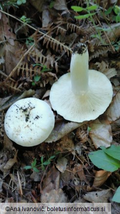 Lactarius piperatus