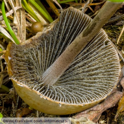 Panaeolus papilionaceus